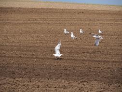 Field Agriculture Movement
