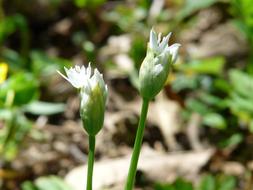 white Bears Garlic Blossoms in nature