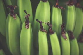 green tropical bananas