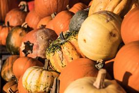 Pumpkin Autumn Pumpkins