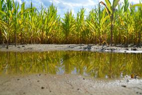 puddle in cornfield