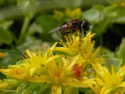 fly in garden