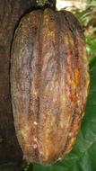 Cocoa Fruit Ingredient