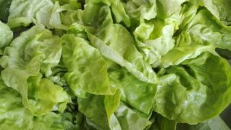 salad leaves for the dish