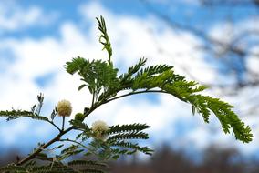 tree branch against sky