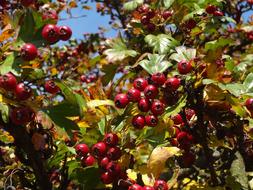 berry blossom