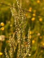 sorrel blossom
