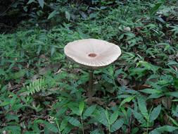 beautiful wild mushroom
