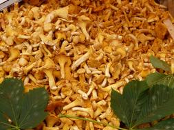 mushroom crop