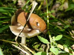 snail on forest mushroom
