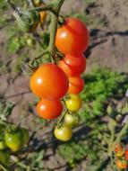 bunch of tomatoes bush macro