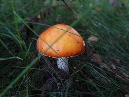 raw orange mushroom