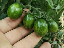 green tomatoes in hand