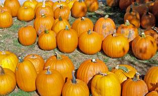 sweet fresh pumpkins