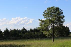 lone tree in field