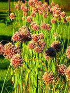 botanical fragrance garden