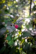 sweet forest berry