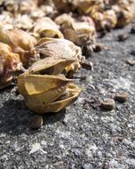 flower seeds