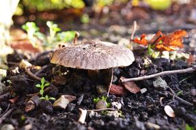 raw mushroom in the ground