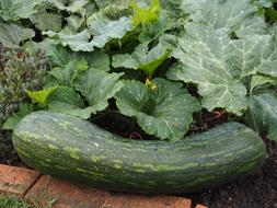 green long pumpkin