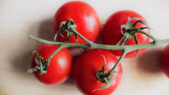 tomatoes on branch