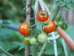 tomato bush