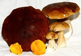 Healthy raw mushrooms