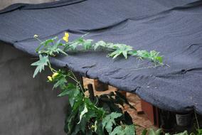 Luffa aegyptiaca