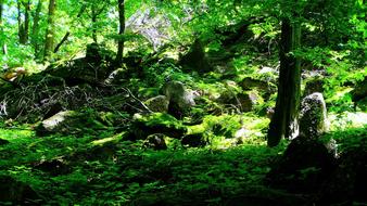 Mysterious forest covered with moss