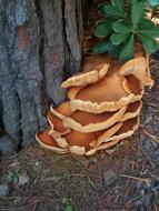 raw mushrooms under tree