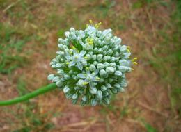 garden bulb