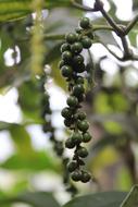allspice black pepper