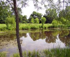 Pond Vegetation Weeds scenery