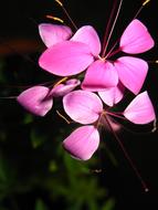 pink leaves branch