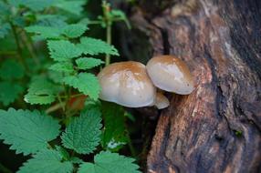 wet mushrooms on tree