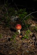 poisonous lone mushroom