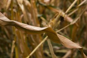 dry leaves of field