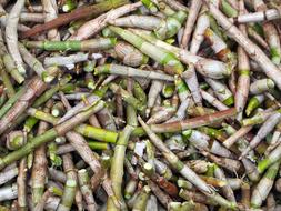 fodder production