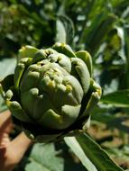 green artichoke in hand