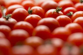 harvest of tasty tomatoes