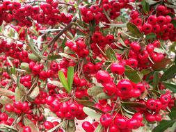 lush berry bush