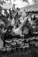 cabbage fair