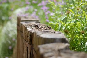 Beautiful old wooden fence flowerbed