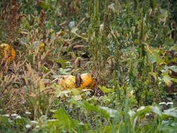 pumpkin in the grass