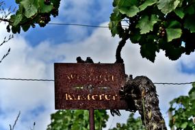 rusty plaque by the grapevine