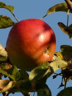 red apple on tree