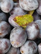 Sweet wholesome plum