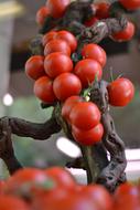 Branch of cherry tomatoes