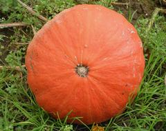 pumpkin large sweet