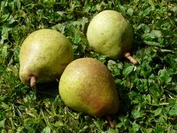 Sweet ripe pears on grass